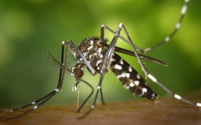 Mosquitoes: annoying and deadly