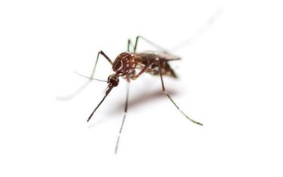 Mosquitos y cambio climático, una amenaza que debemos combatir