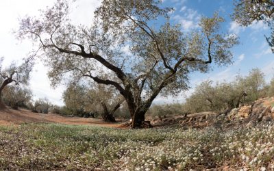 The colors of spring