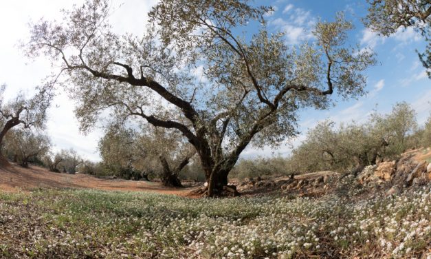 Els colors de la primavera