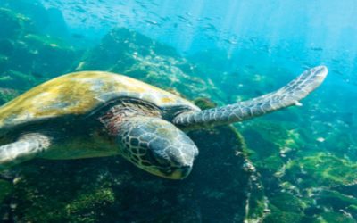 Galápagos Art and Science Journey. Artistes i científics aborden el canvi climàtic