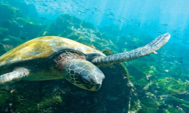 Galápagos Art and Science Journey. Artistes i científics aborden el canvi climàtic