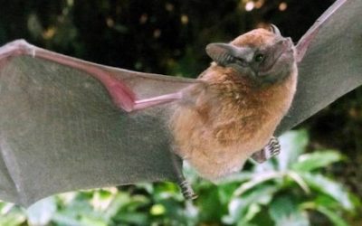 Animales y coronavirus