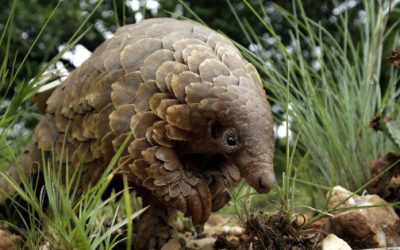 SARS-CoV-2: la pandemia desde la Veterinaria