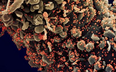 Lo que saben los virólogos del coronavirus
