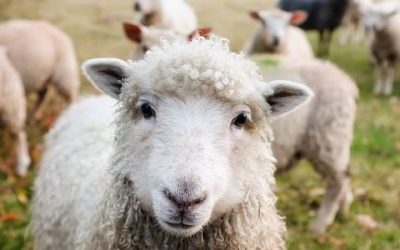 La Covid-19, la seguridad alimentaria, los animales de granja y los domésticos