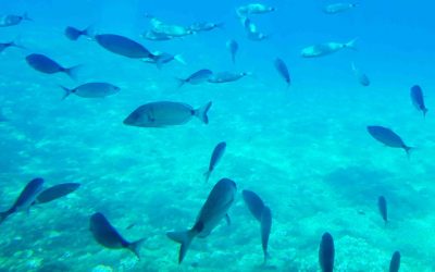 El confinament i la salut del mar