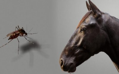 Conèixer el Virus del Nil Occidental per combatre’l