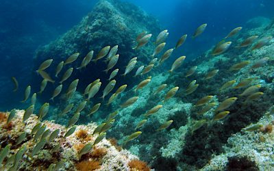 Vetllar per la salut de la mar: el projecte Silmar