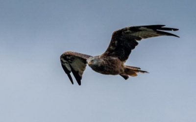 Rapinyaires a la Cerdanya