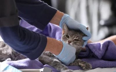 La pandèmia des de la Veterinària