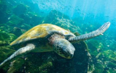 Les Illes Galápagos a l’horitzó