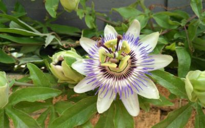 Retorno a la naturaleza