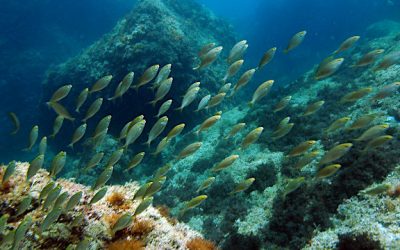 El mar de plàstic és el Mediterrani