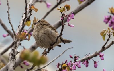 Diagonal Mar, refugi de la biodiversitat