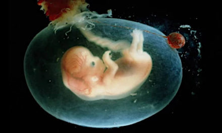 Investigar el desarrollo del embrión, la última frontera de la ciencia