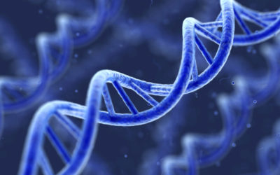 Órganos artificiales para avanzar en la regeneración celular y la lucha contra la Covid