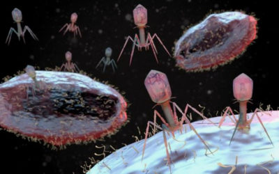 Los bacteriófagos: una nueva y efectiva alternativa a los antibióticos