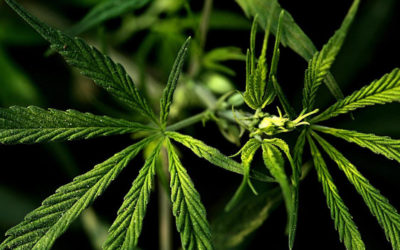 Trigésimo reto vital: luchar contra las drogodependencias y sus efectos en la delincuencia y la siniestralidad