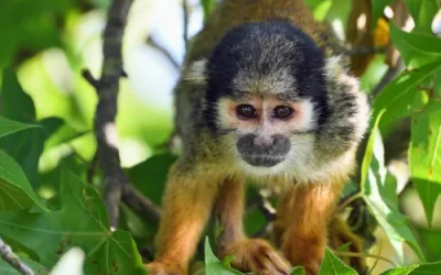 Quimeras hombre-mono: mito, realidad y bioética