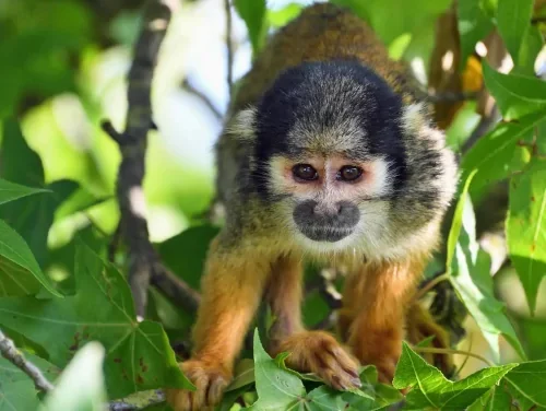 Quimeres home-mico: mite, realitat i bioètica