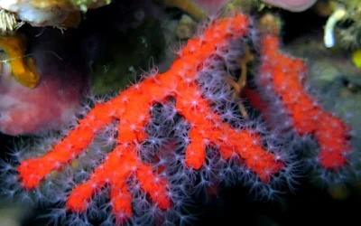 Ignoramos el valor del mar