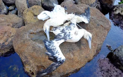 El silencio de la Sexta Extinción Masiva