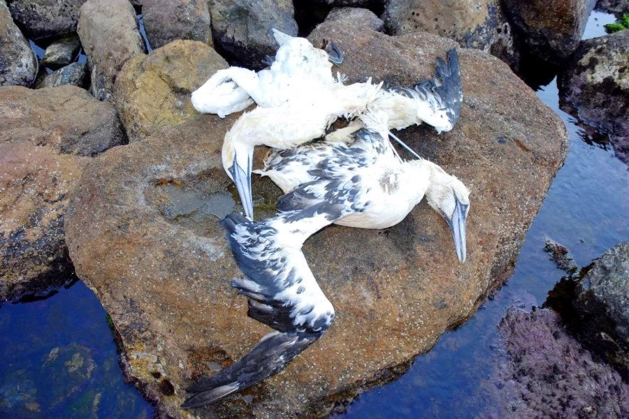Dos alcatraces muertos en la costa, ahogados por restos de plástico