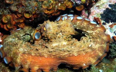 Biomímesis y desarrollo sostenible, un concepto revolucionario para afrontar los retos vitales de nuestra civilización