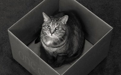 ¿Qué pasó con el gato filósofo de Schrödinger?