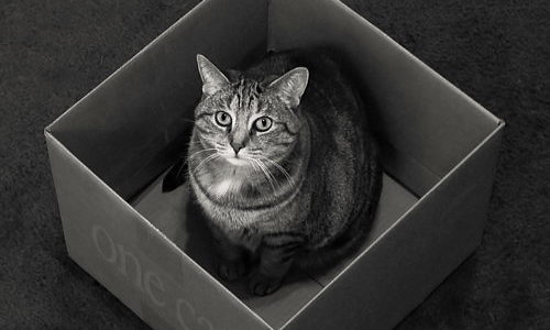 ¿Qué pasó con el gato filósofo de Schrödinger?