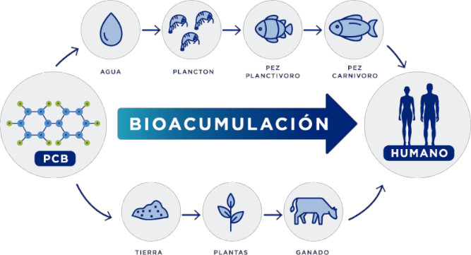 proceso de bioacumulacion de contaminantes organicos