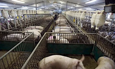 El bienestar animal en las granjas depende más de la calidad que de la cantidad