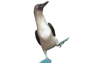 La Real Academia ultima los detalles de la Expedición Científica Galápagos 22