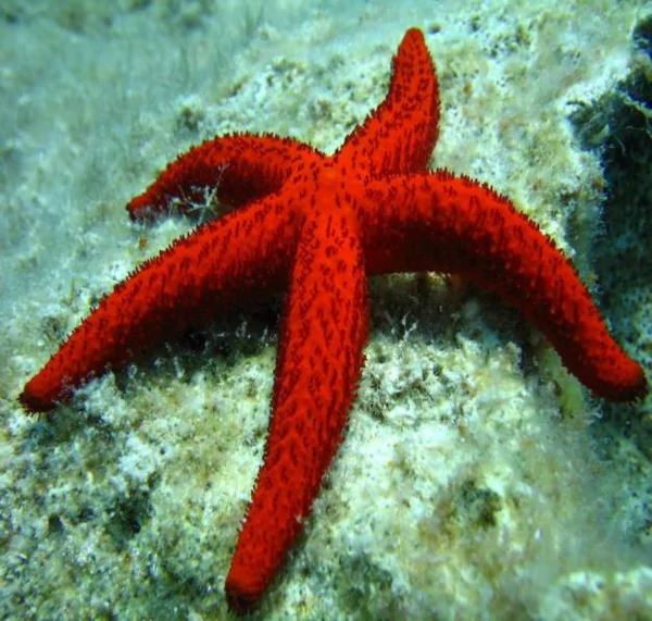 La estrella de mar roja (Echinaster sepositus) típica de las costas mediterráneas