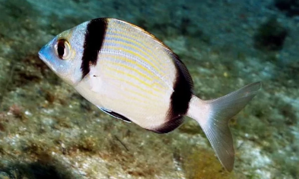 Variada, sard o mulla (Diplodus vulgaris). És un peix de forma ovalada de color platejat de llavis gruixuts i amples