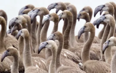 La bona salut dels flamencs del Delta de l’Ebre