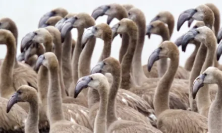 La buena salud de los flamencos del Delta del Ebro