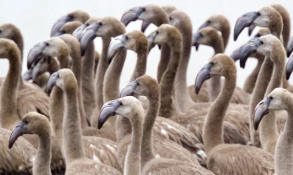 La bona salut dels flamencs del Delta de l’Ebre