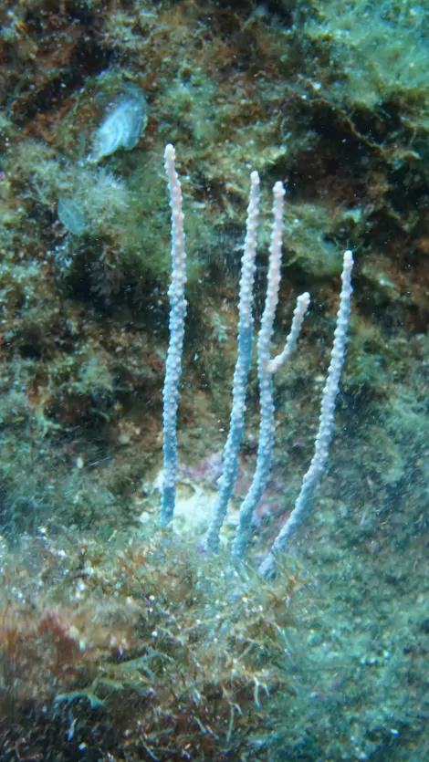 Eunicella sigularis - gorgonia marina de la familia de Gorgoniidae - Estación Silmar La Cima