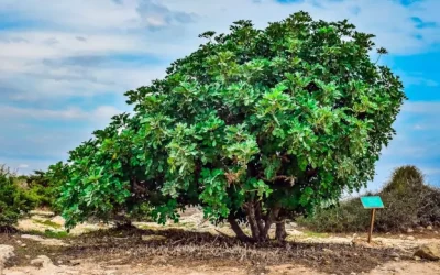 El algarrobo, un árbol con mucho futuro