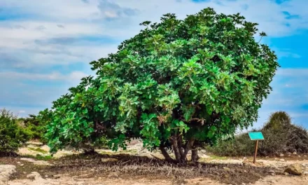 El garrofer, un arbre amb molt de futur