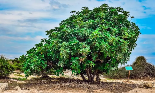 Árbol algarrobo