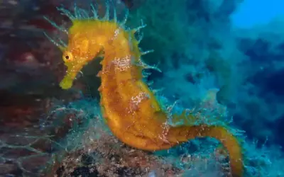 Silmar creix en la seva lluita per la biodiversitat marina