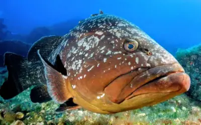 Un laboratorio de resiliencia marina