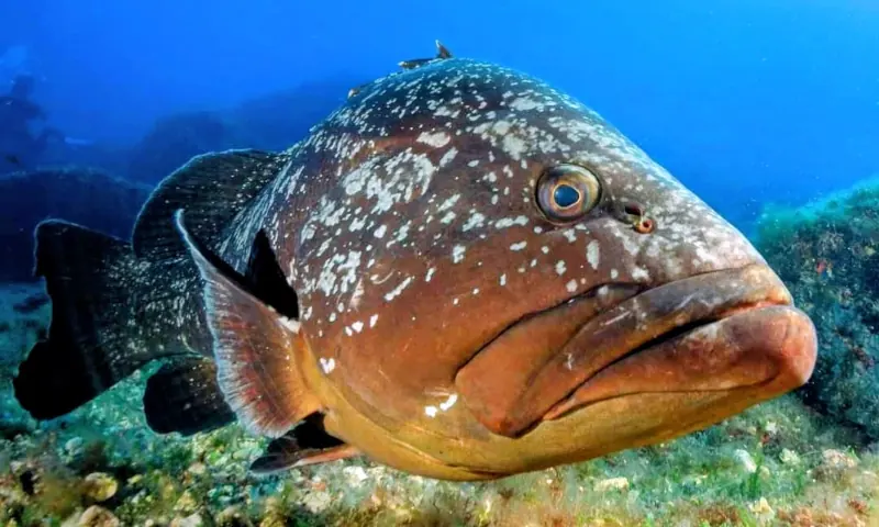 Mero macho Epinephelus Marginatus