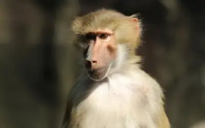 Les lliçons que els primats ofereixen als humans