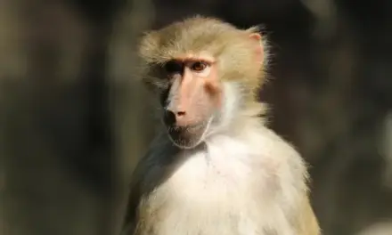 Las lecciones que los primates ofrecen a los humanos