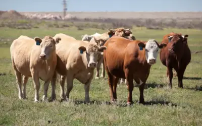 La salut i el benestar animal és cosa de tots