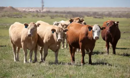 La salut i el benestar animal és cosa de tots